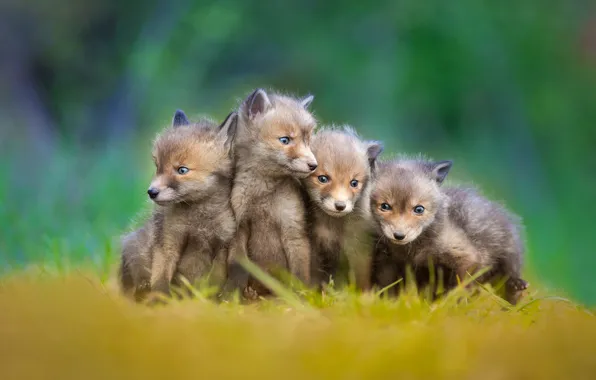 Fox, kids, cubs, little foxes