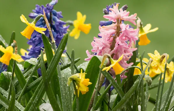 Drops, Rosa, daffodils, hyacinths