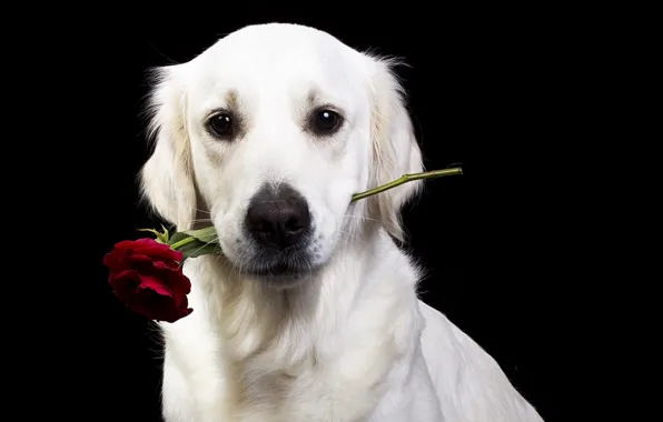 Flower, look, face, rose, dog, black background, Golden Retriever, Golden Retriever