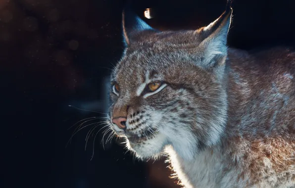 Picture face, background, portrait, lynx, wild cat, Oleg Bogdanov
