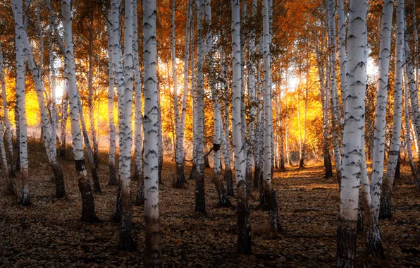 Autumn, forest, the sun, light, nature, gold, the evening, birch