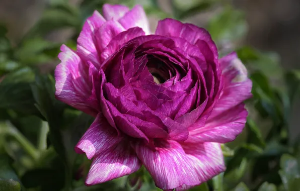 Flower, purple, macro, background, lilac, petals, lush, Ranunculus