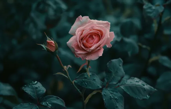 Flower, leaves, drops, pink, rose, branch, Bud, AI art