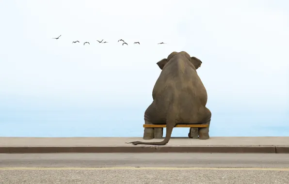 Picture bench, elephant, seagulls
