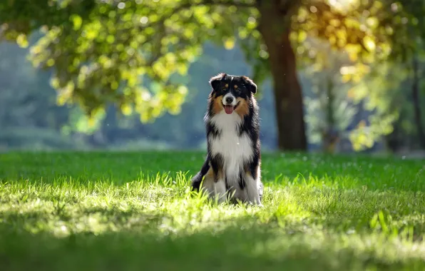 Picture greens, summer, grass, tree, dog, Svetlana Pisareva