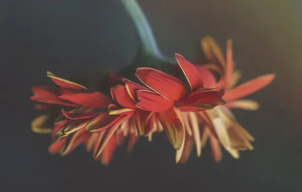 Flowers, nature, background