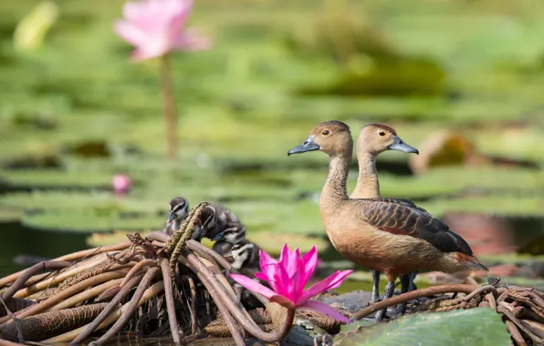 Flowers, birds, stems, shore, duck, pair, ducklings, water lilies