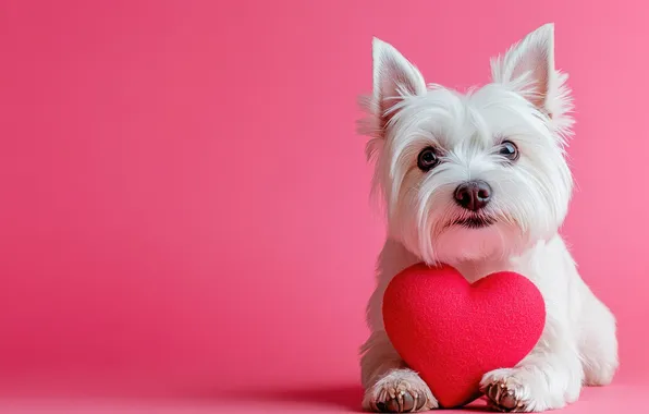 Look, love, pose, heart, portrait, dog, white, face