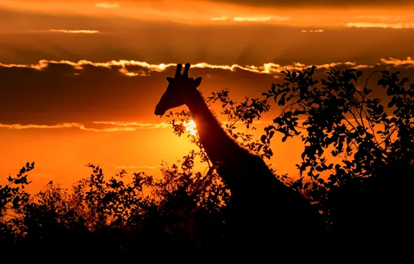 The sky, the sun, rays, light, sunset, branches, nature, foliage