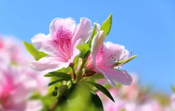 Macro, tenderness, rhododendron, Azalea
