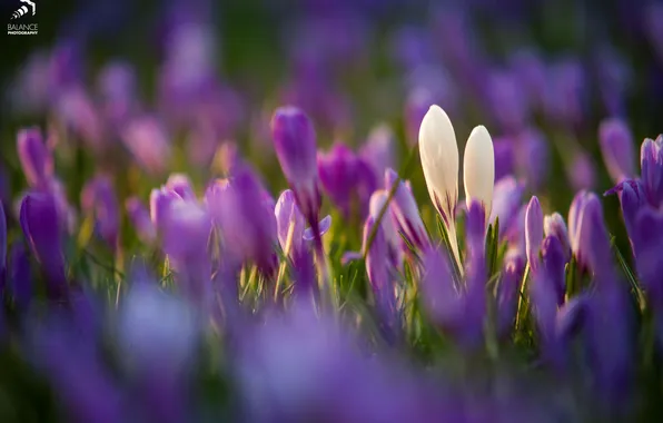 Flowers, glade, crocuses, white, primroses, lilac