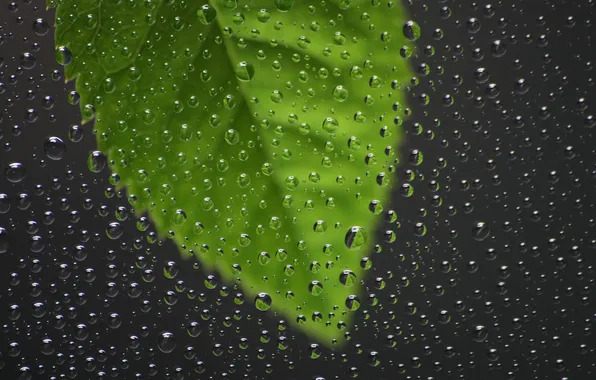 Picture glass, drops, macro, rain, leaf, Windows, drop, window