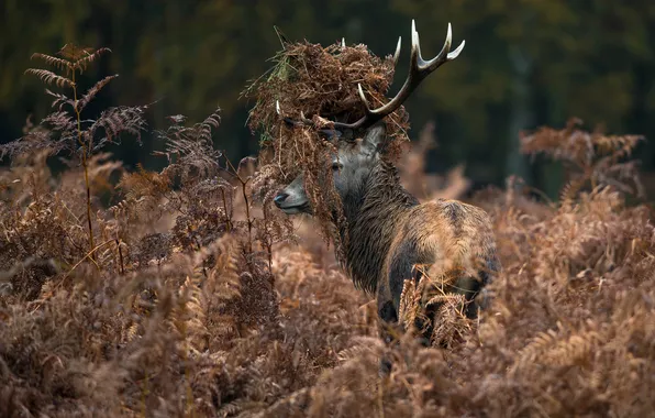 Picture grass, deer, horns, dry