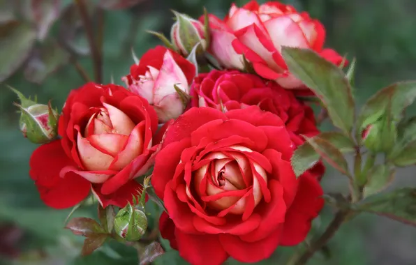 Macro, roses, petals, buds