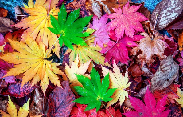 Autumn, leaves, colorful, maple, autumn, leaves, autumn, maple