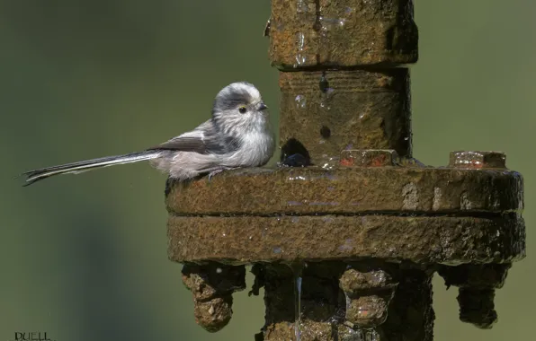 Water, nature, bird, pipe, DUELL ©