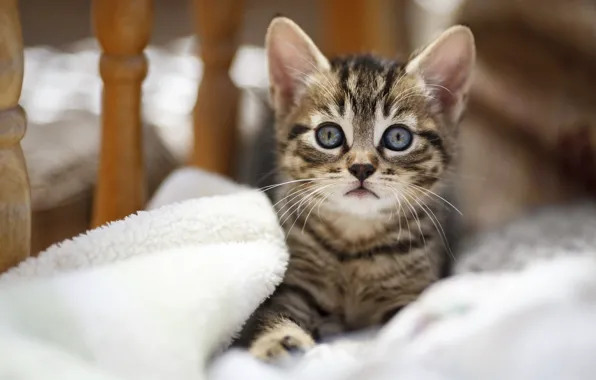 Picture cat, look, bed, baby, muzzle, lies, kitty