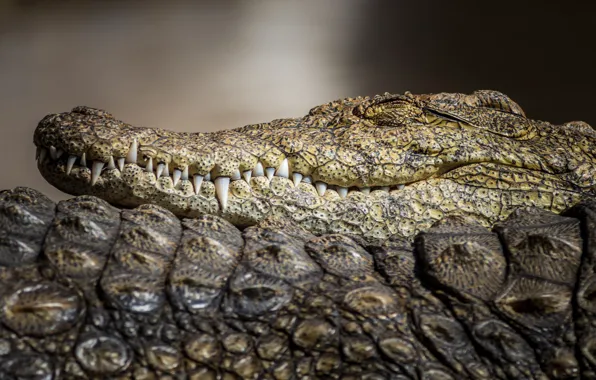 Face, close-up, background, stay, sleep, portrait, predator, teeth