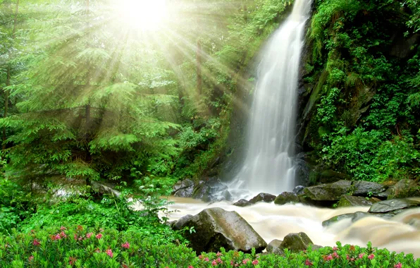 Picture forest, trees, stream, stones, waterfall, the rays of the sun, the bushes