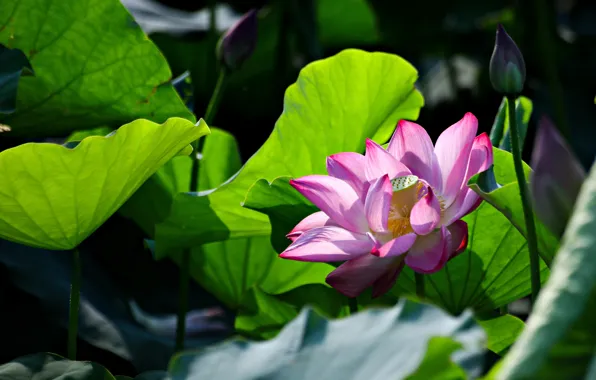 Picture greens, leaves, flowers, nature, the dark background, petals, stem, Lotus