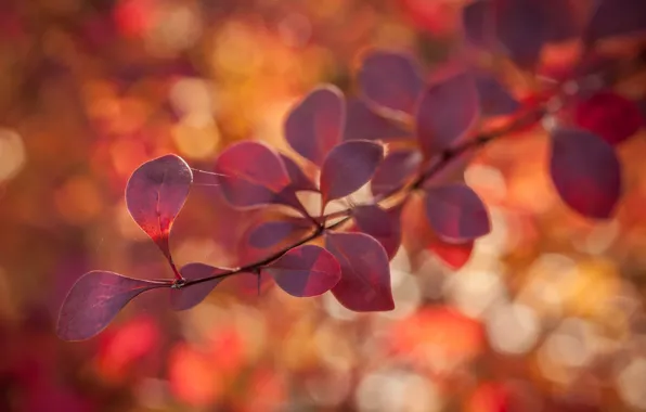 Leaves, macro, nature, sprig, web