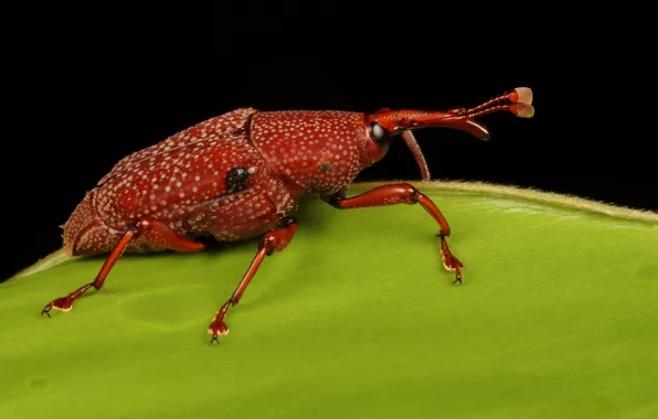 Macro, Red, Beetle