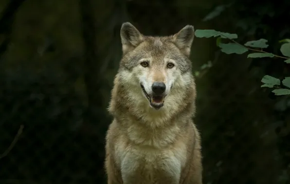 Nature, predator, animal, wolf, wildlife, portrait, portrait., Canis lupus. face