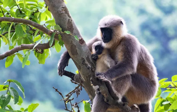 Branches, pose, tree, two, baby, monkey, monkey, a couple