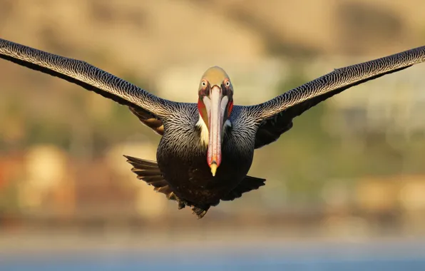Picture eyes, flight, pelican