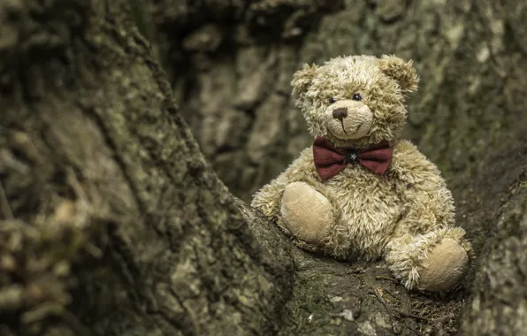Tree, toy, bear, bear, Teddy bear
