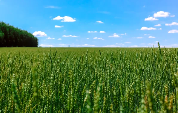 Picture field, summer, the sky, Russia