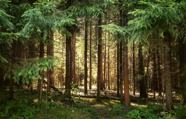 Greens, forest, summer, light, trees, branches, nature, trunks