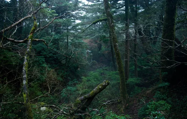 Picture forest, trees, nature, Japan, Japan, Yakushima, Yakushima, Kagoshima Prefecture