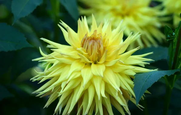 Flower, leaves, macro, background, petals, garden, Dahlia, yellow