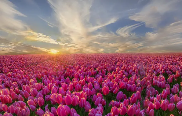 Picture nature, morning, tulips