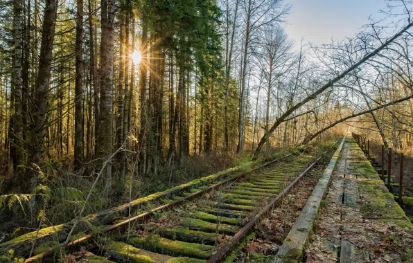 Forest, nature, railroad