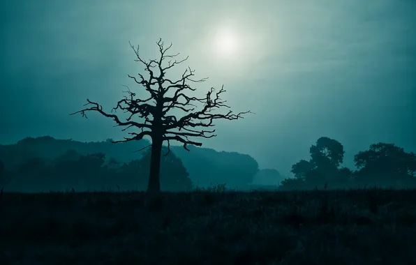 Picture night, tree, dancing in the moonlight
