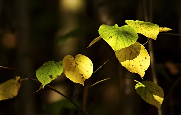 Picture autumn, leaves, macro, nature, photo, Wallpaper, plants, branch
