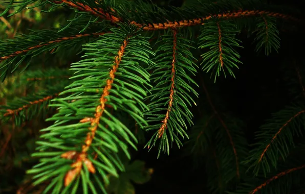 Macro, needles, spruce, branch