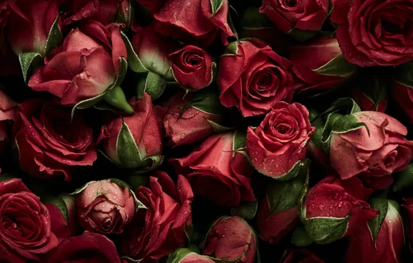 Picture flowers, background, roses, red, red, buds, fresh, flowers