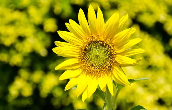 Flowers, yellow, background, widescreen, Wallpaper, sunflower, blur, petals