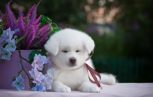 Picture flowers, background, animal, puppy, Samoyed