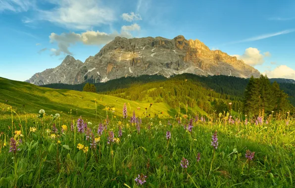 Greens, field, forest, summer, the sky, grass, clouds, flowers