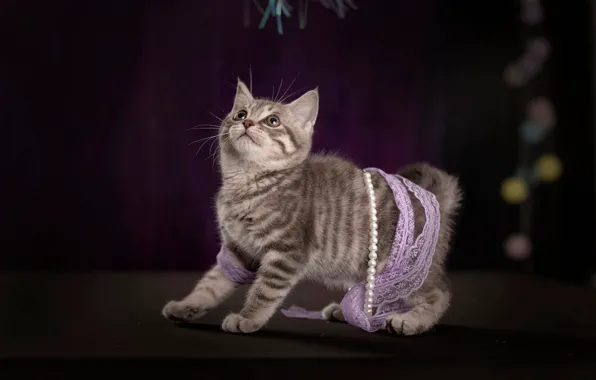 Cat, look, pose, the dark background, kitty, tape, beads, decoration