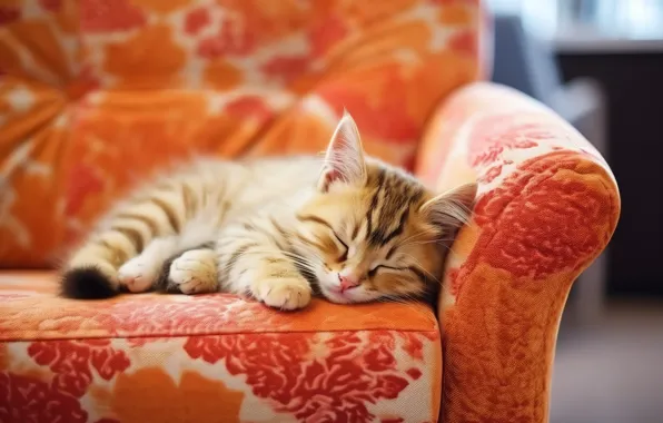 Cat, orange, pose, kitty, room, sofa, furniture, sleep