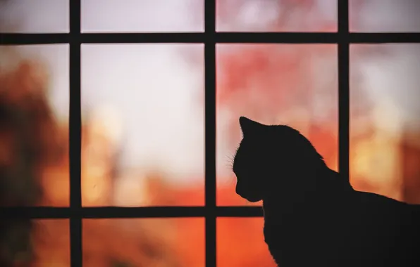 Cat, cat, background, silhouette, profile