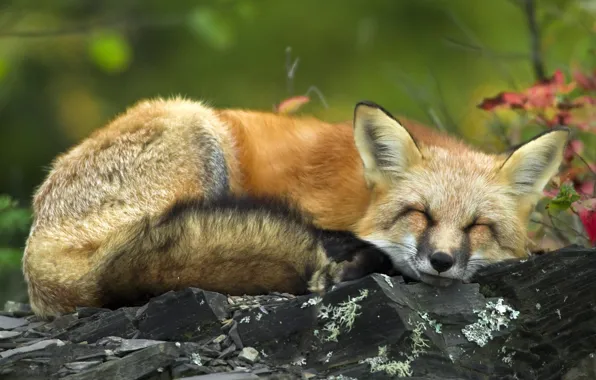 Forest, summer, Fox