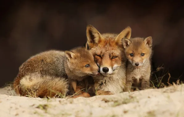 Fox, Fox, kids, trio, mom, faces, cubs, two Fox