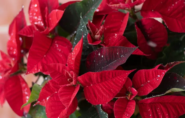 Picture leaves, plant, poinsettia, Christmas star