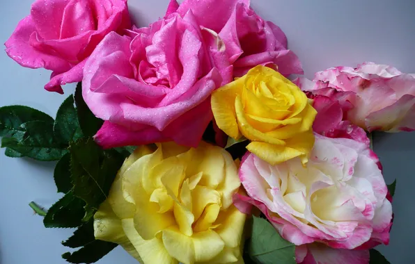 Picture water, drops, macro, roses, bouquet, petals